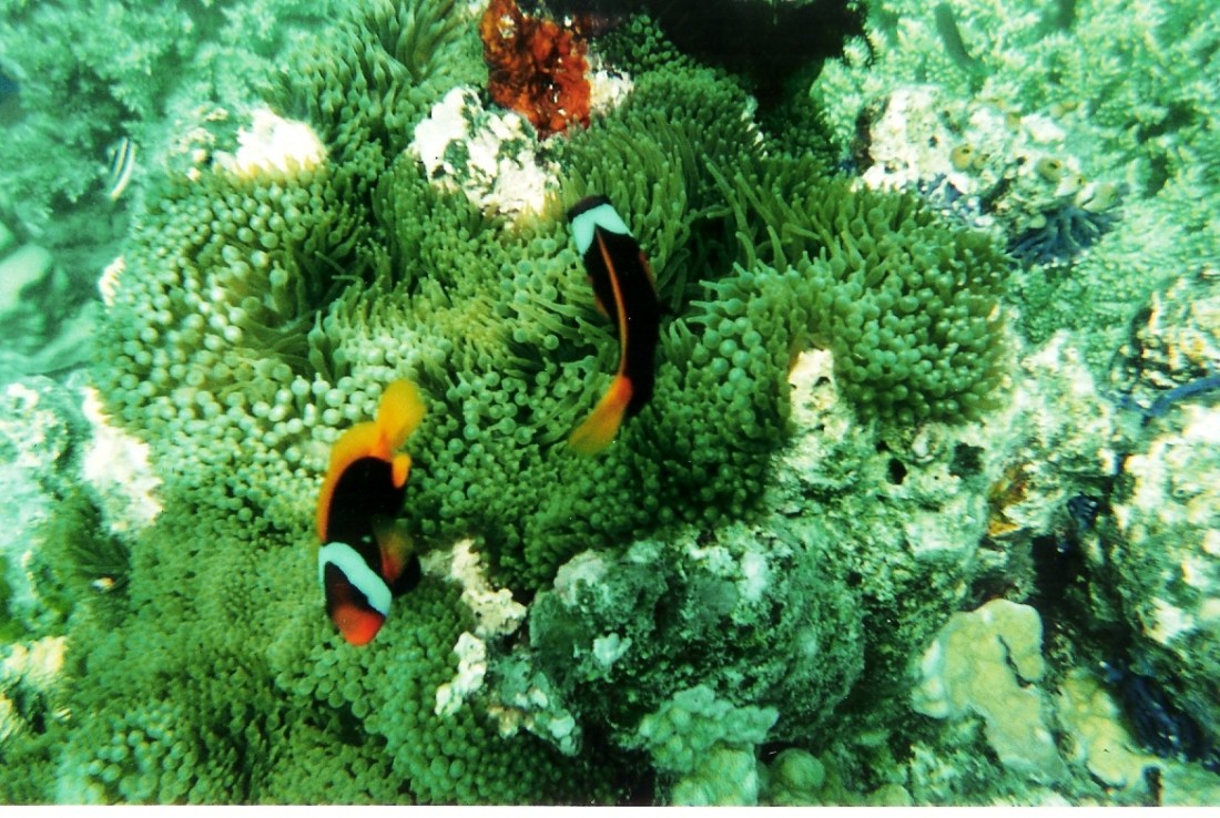 nemos e anemona